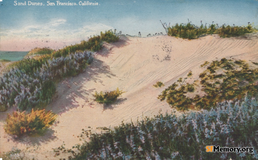 Dunes of sand and flowers