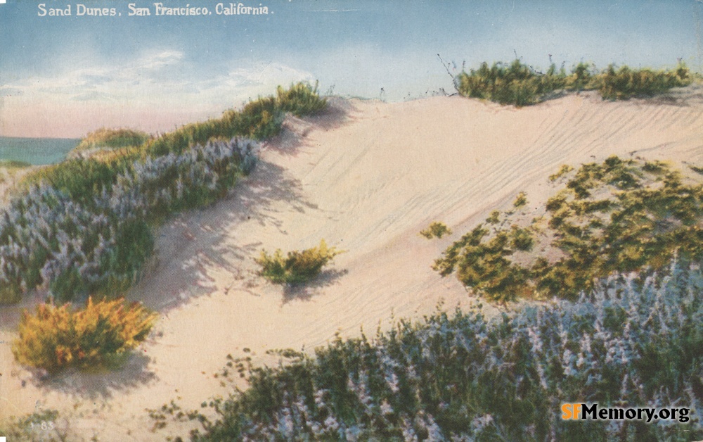 Dunes of sand and flowers