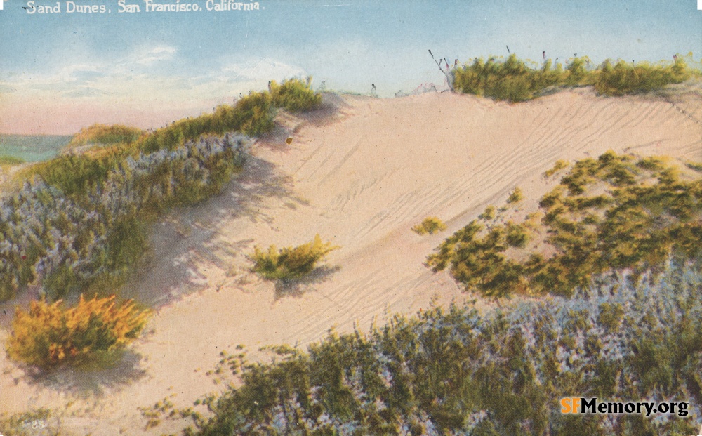 Dunes of sand and flowers