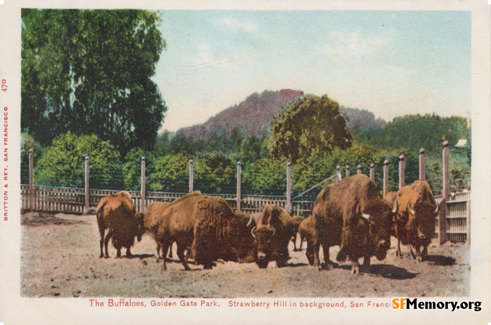 Golden Gate Park