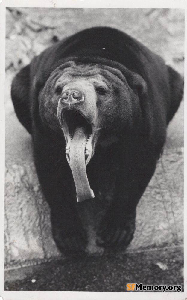 SF Zoo Bear
