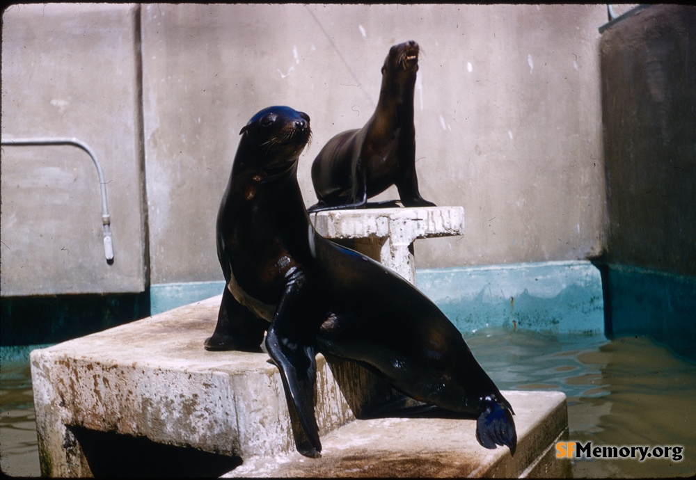 Sea Lions