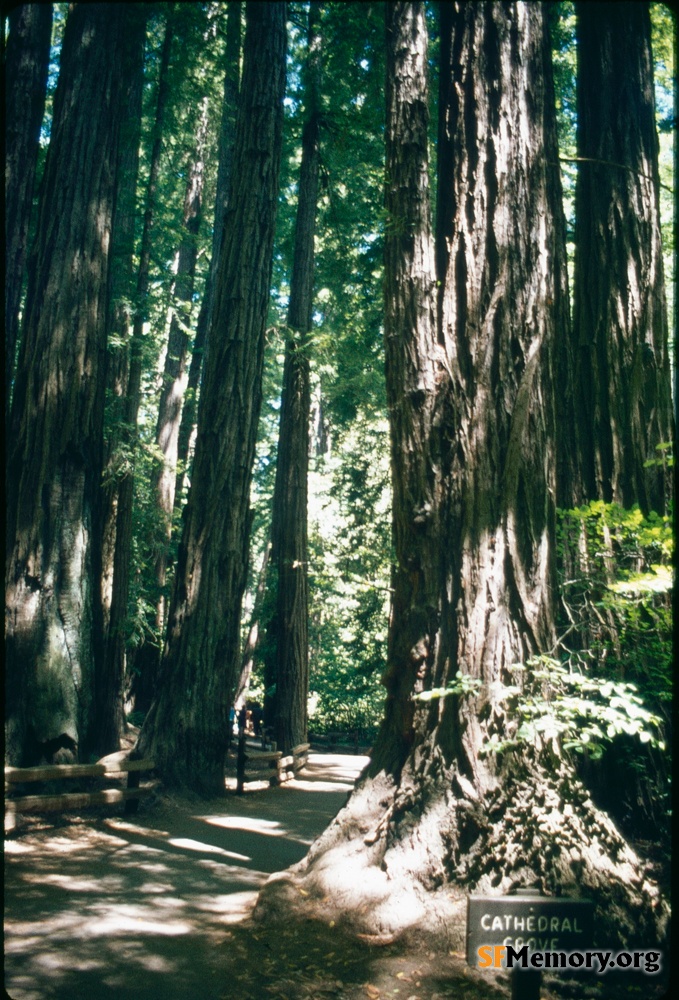 Muir Woods