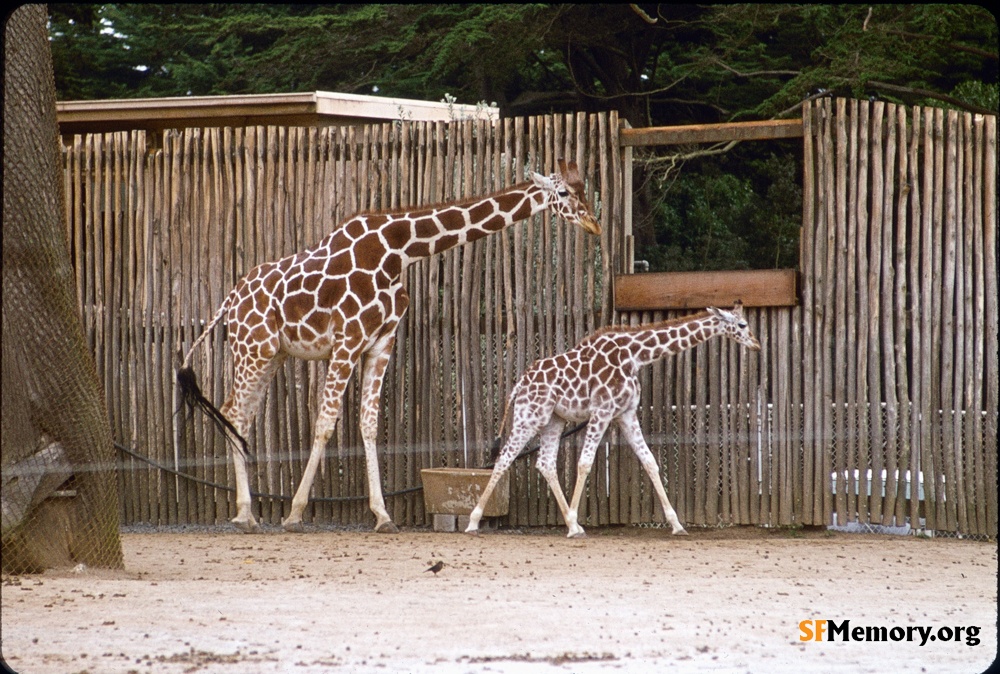 SF Zoo