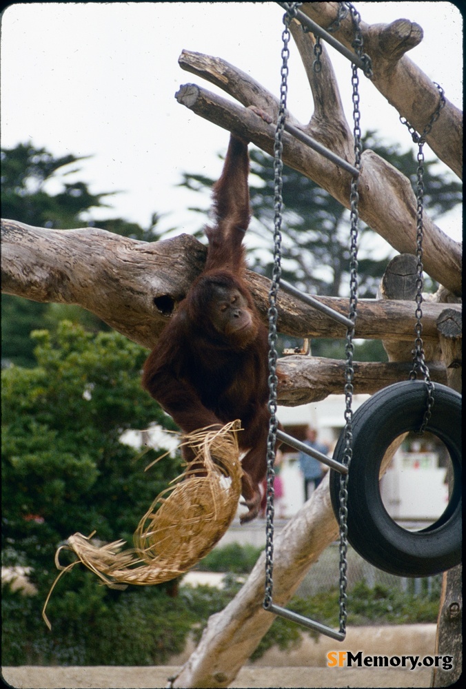 SF Zoo