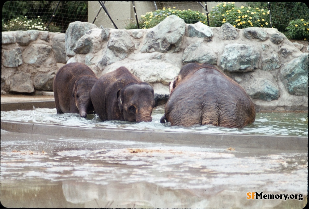 SF Zoo