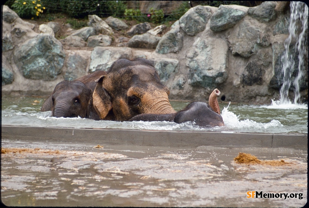 SF Zoo