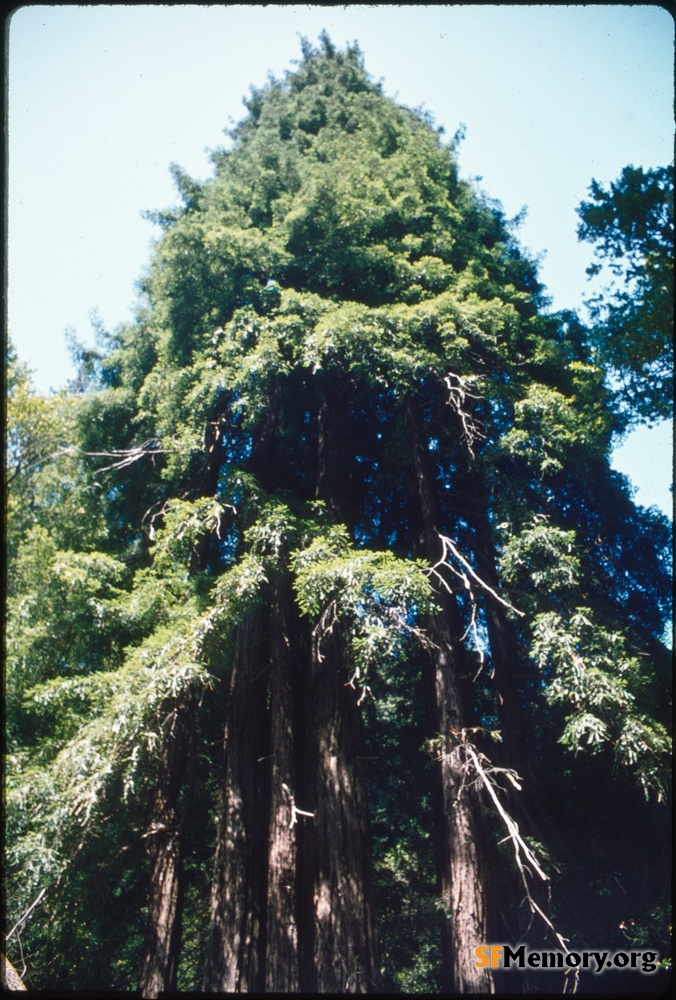 Muir Woods