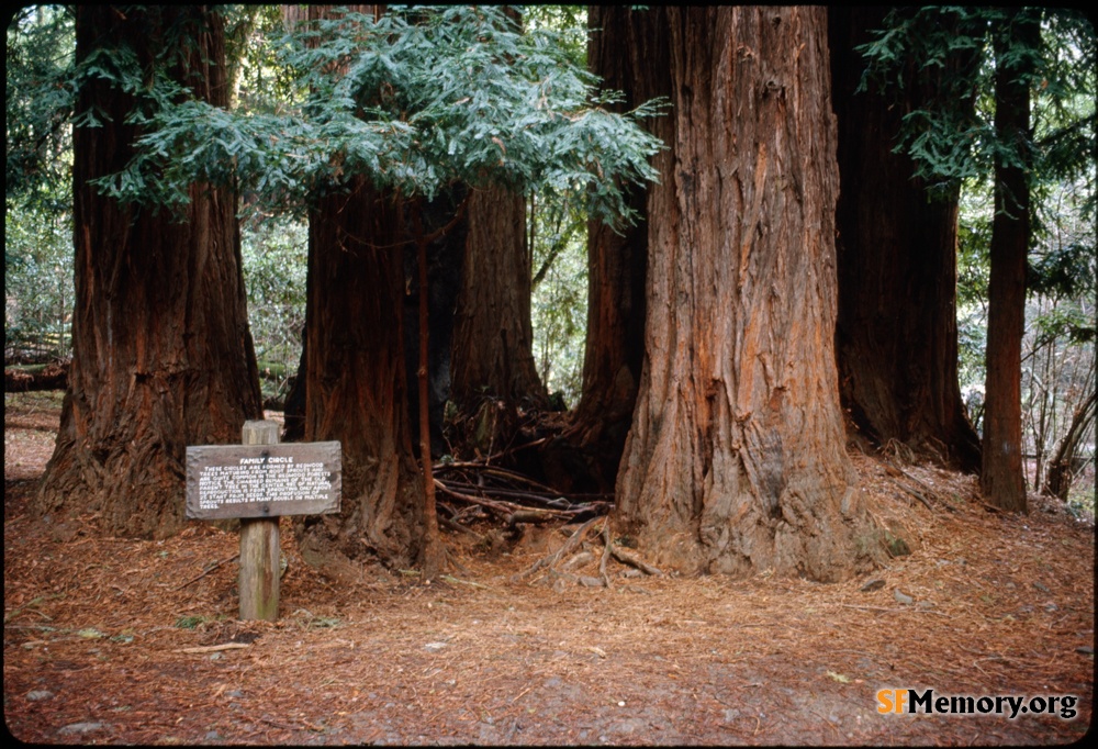 Muir Woods