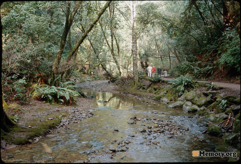 Muir Woods