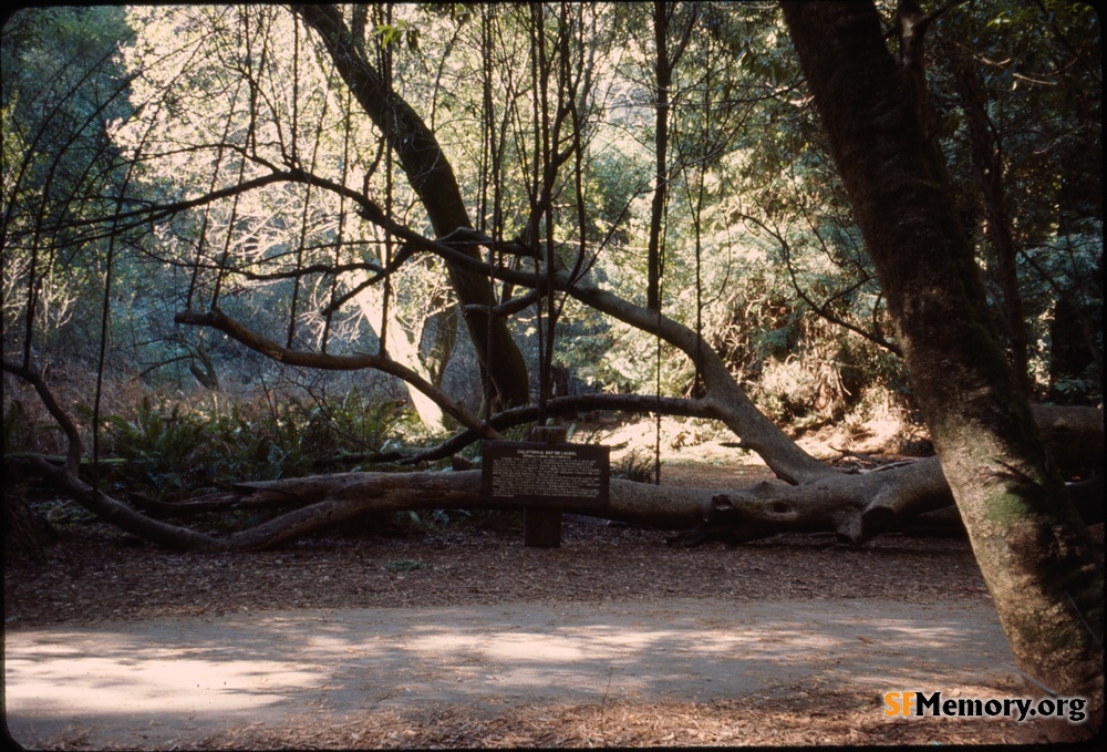 Muir Woods