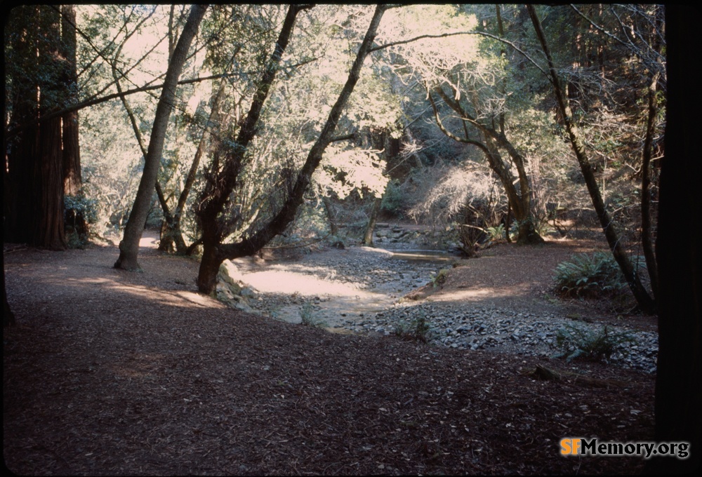 Muir Woods