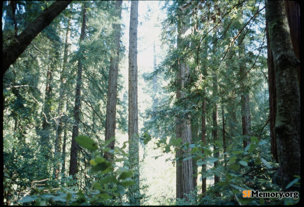 Muir Woods