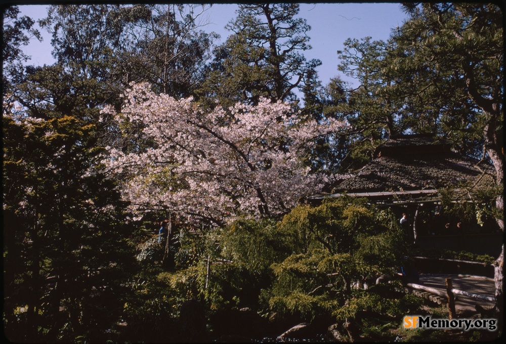 Japanese Tea Garden