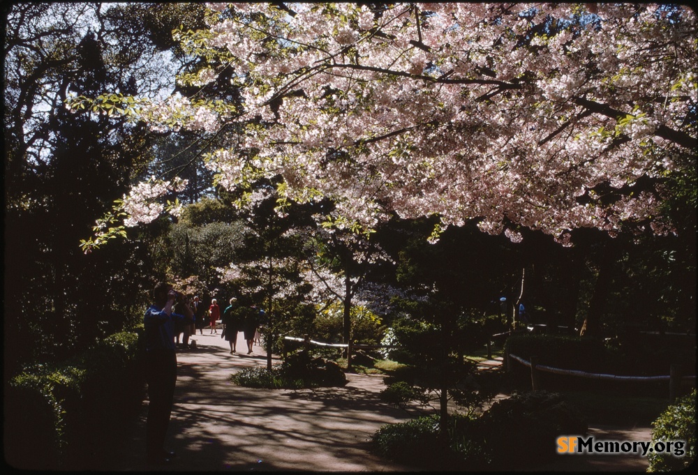 Japanese Tea Garden