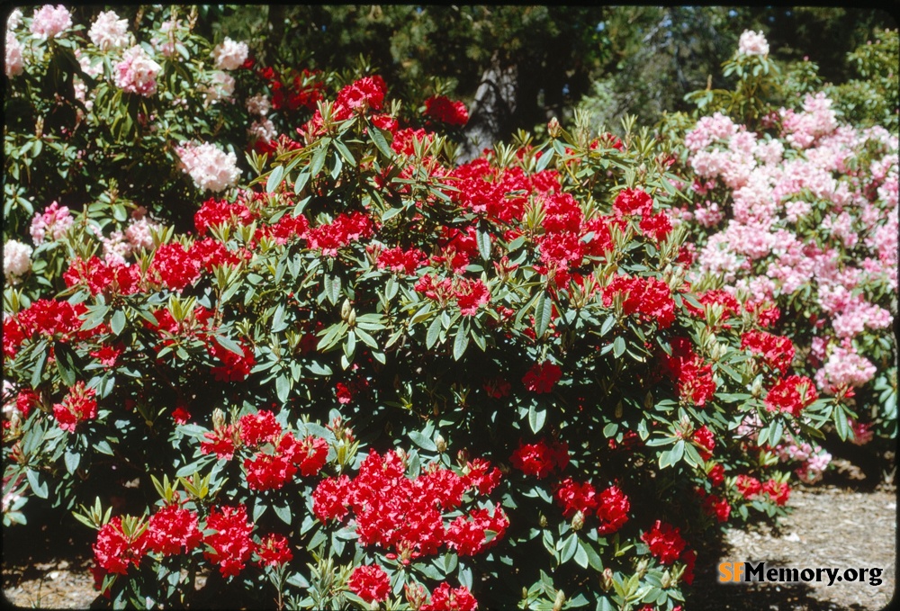 Rhododendron Dell