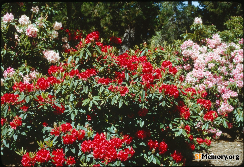 Rhododendron Dell