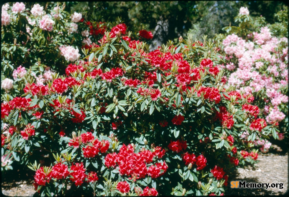 Rhododendron Dell