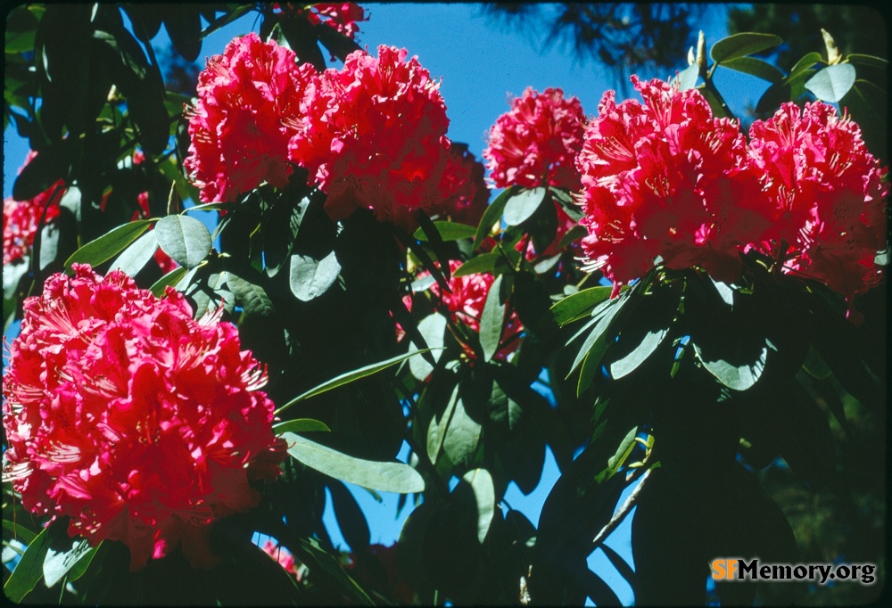 Rhododendron Dell