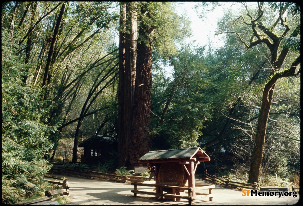 Muir Woods