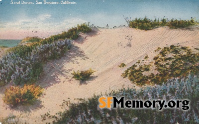 Dunes of sand and flowers