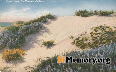 Dunes of sand and flowers