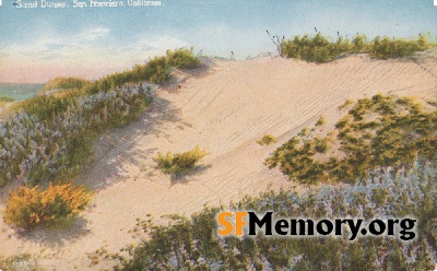 Dunes of sand and flowers