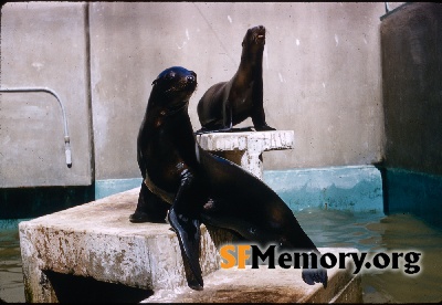 Sea Lions