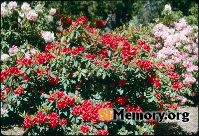 Rhododendron Dell