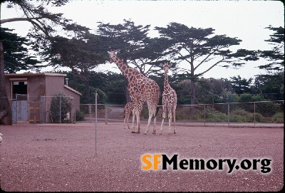 Giraffes, SF Zoo