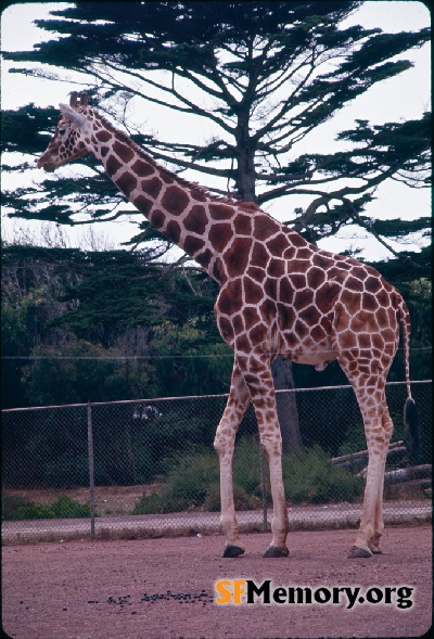 Giraffe, SF Zoo