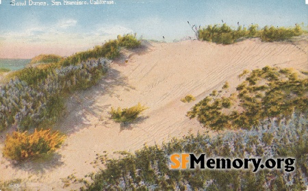 Dunes of sand and flowers