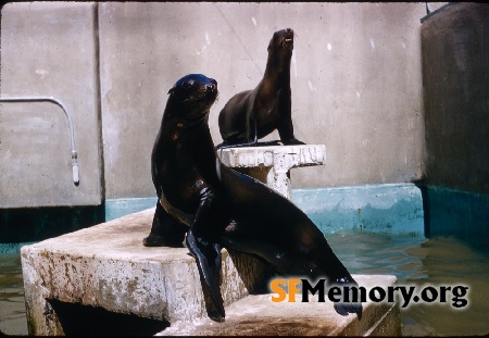 Sea Lions