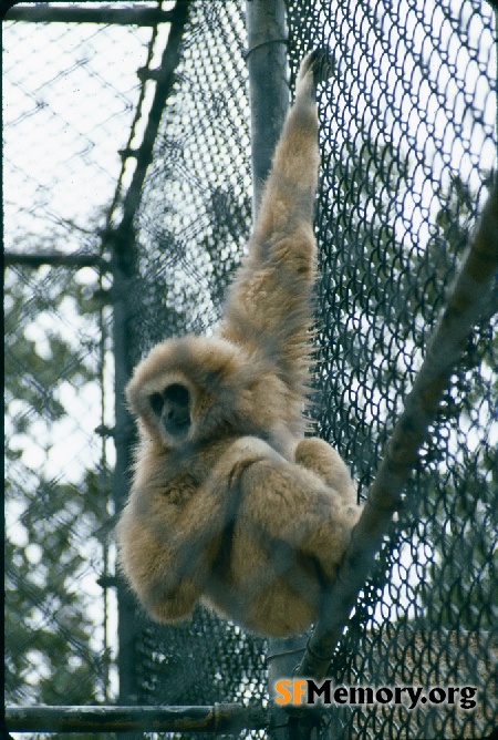 SF Zoo