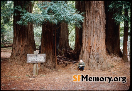 Muir Woods