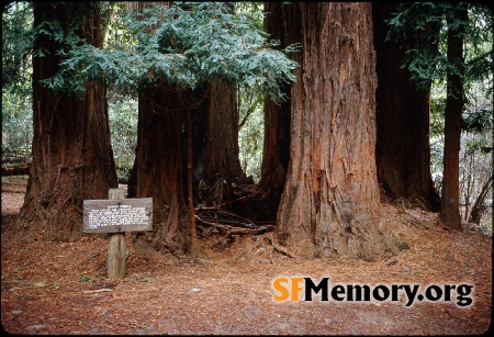 Muir Woods