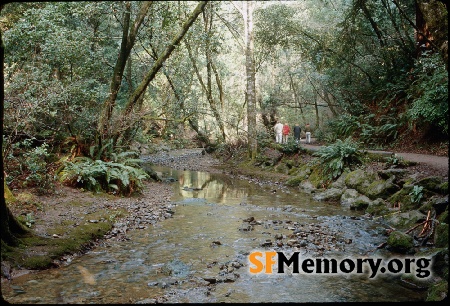 Muir Woods