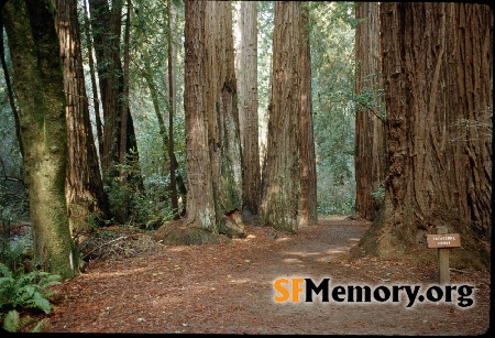 Muir Woods