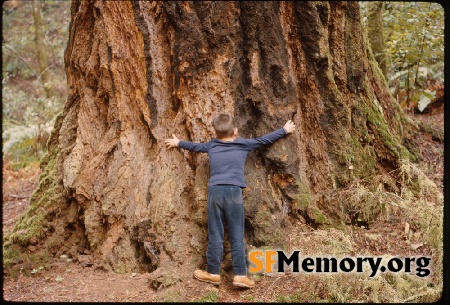 Muir Woods