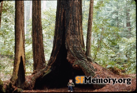 Muir Woods