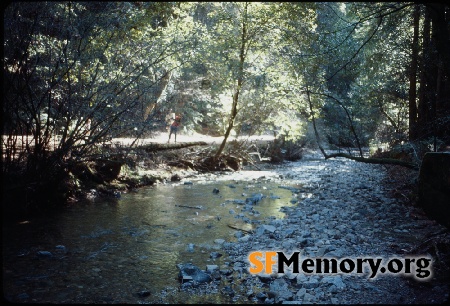 Muir Woods