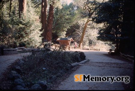 Muir Woods