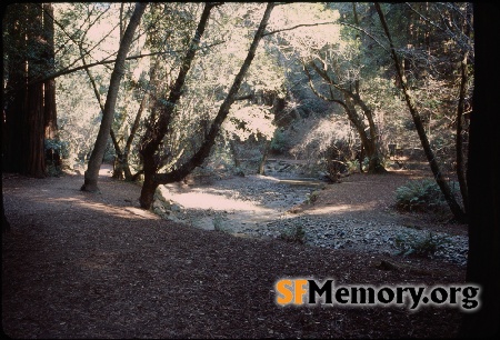 Muir Woods