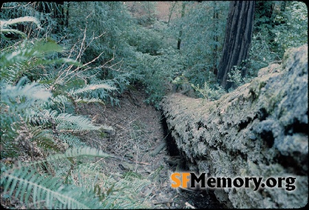 Muir Woods