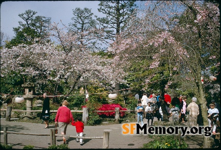 Japanese Tea Garden