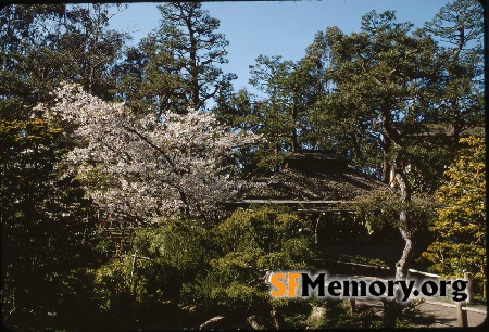 Japanese Tea Garden