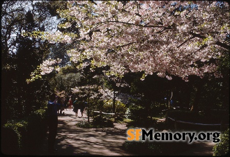 Japanese Tea Garden