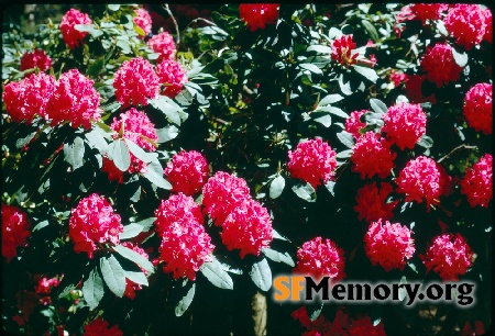 Rhododendron Dell