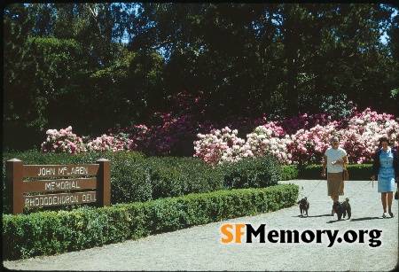 Rhododendron Dell