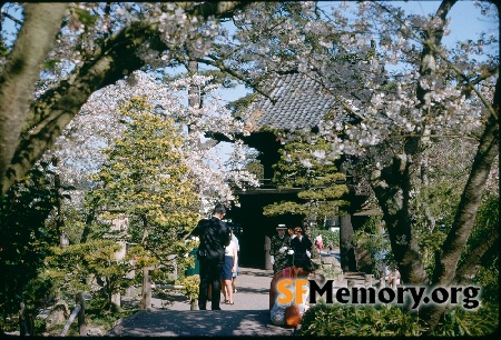 Japanese Tea Garden